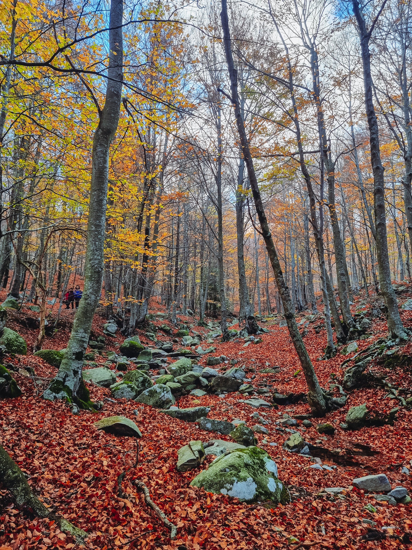 🚌 BUS 🍂 TOP 1 Ruta otoñal: Turó de L'Home 🍁 Intermedio 11km 💪 ➸ 🗓️ Sábado, 15.11.25
