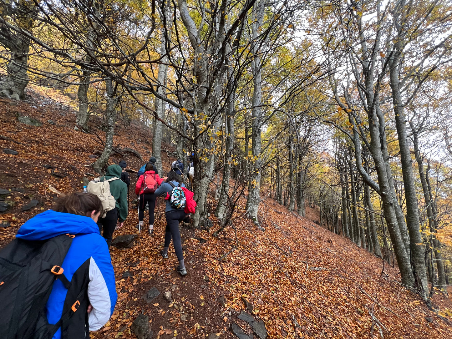 🚌 BUS 🍂 TOP 1 Ruta otoñal: Turó de L'Home 🍁 Intermedio 11km 💪 ➸ 🗓️ Sábado, 15.11.25