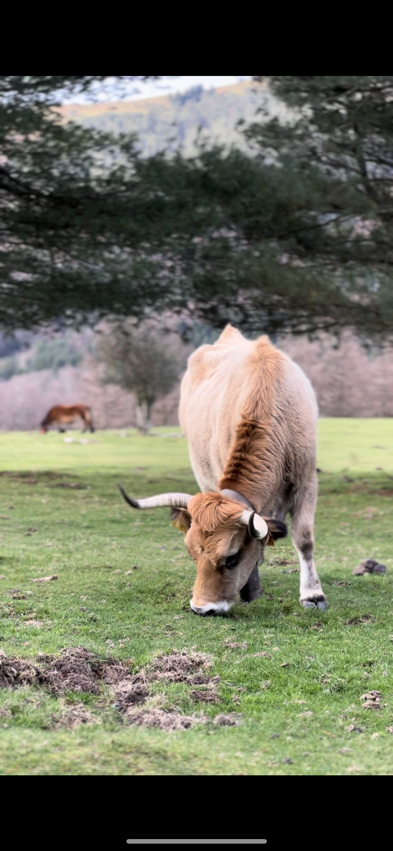 🥾 Camino de Santiago del Norte - País Vasco 11 días ⛰️🌊 Avanzado 💪 📅 21.08.23-31.08.23 💰 ~65€/día