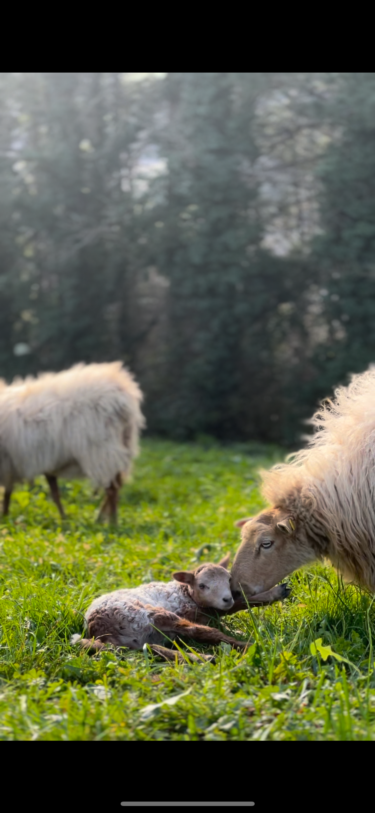 🥾 Camino de Santiago del Norte - País Vasco 11 días ⛰️🌊 Avanzado 💪 📅 21.08.23-31.08.23 💰 ~65€/día