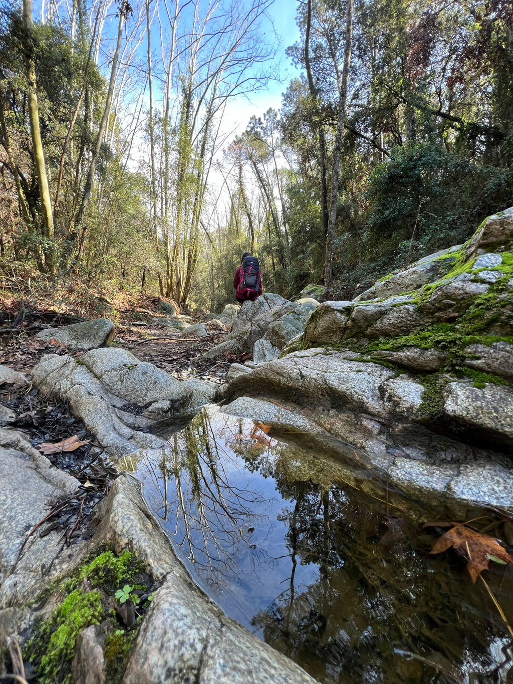 Espléndida rutita invernal - Parque Natural Montnegre