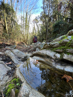 Espléndida rutita invernal - Parque Natural Montnegre