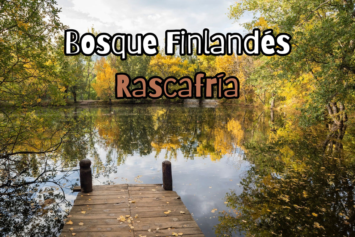 Increíble bosque Finlandés en Rascafría