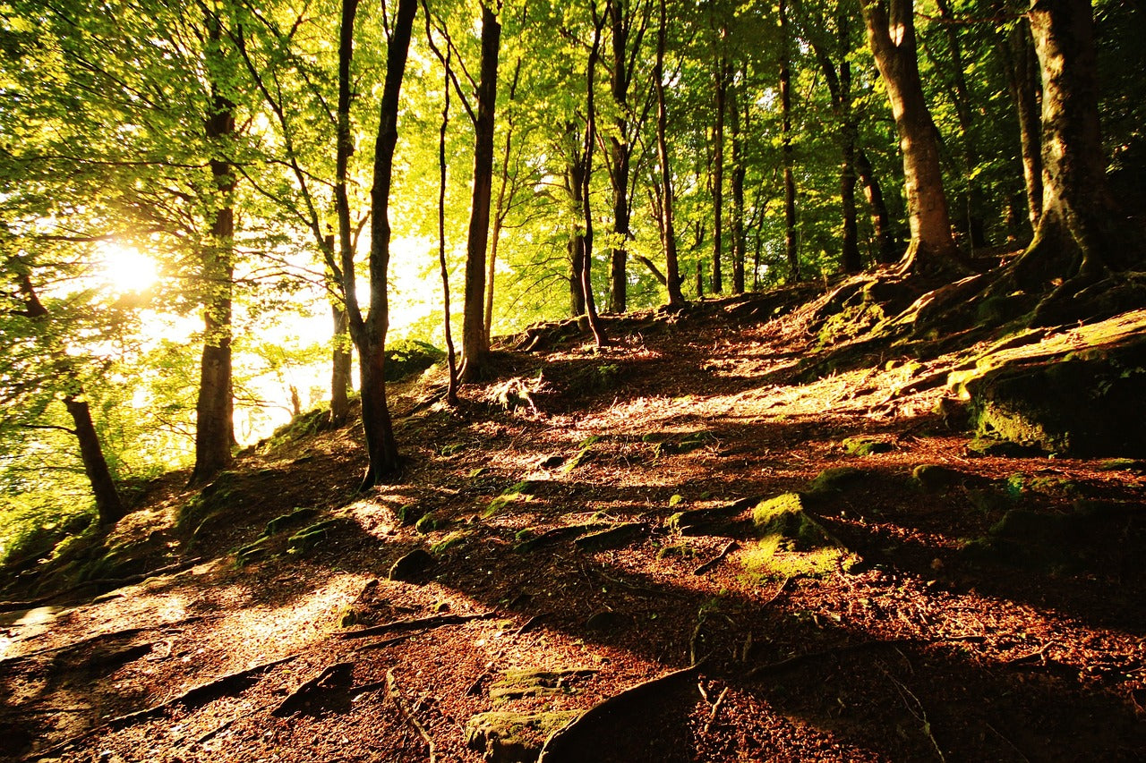 🔒COMPLETO 🧚🏻 Mágica Fageda d'en Jordà y volcanes de la Garrotxa 🌋 Fácil 13km 💪 ➸ 📅 Domingo, 27.10.24