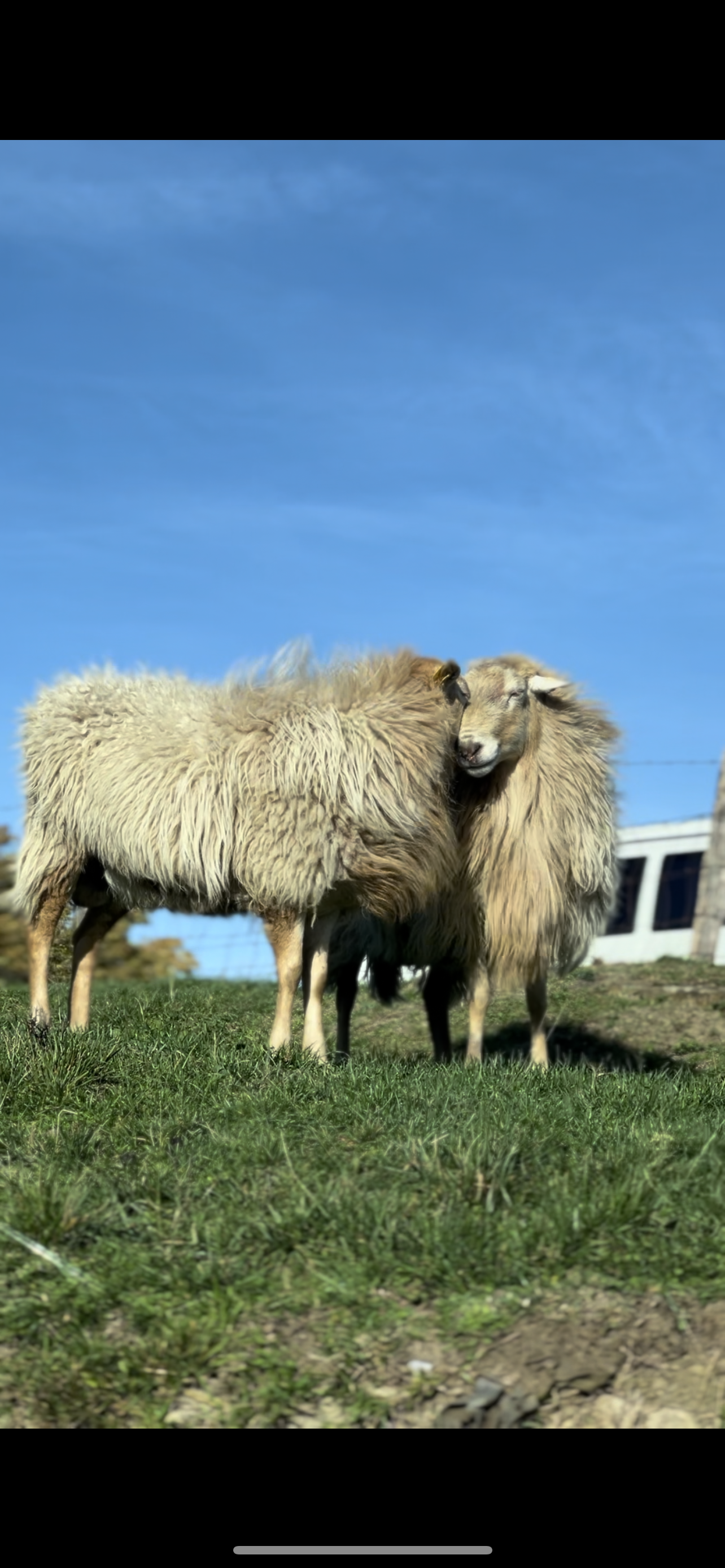 🥾 Camino de Santiago del Norte - País Vasco 11 días ⛰️🌊 Avanzado 💪 📅 21.08.23-31.08.23 💰 ~65€/día